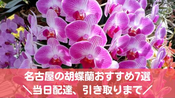 名古屋の胡蝶蘭